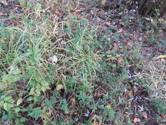 Carex muskingumensis