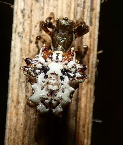 orb weavers
