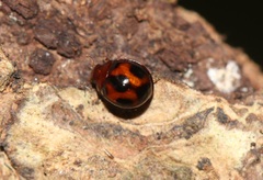 Sticholotidinae