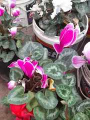 Cyclamen