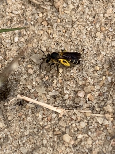 Andrena fulvipennis image