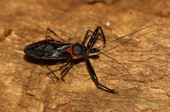 Rihirbus trochantericus