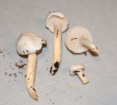 Hygrophorus