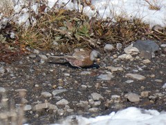 Leucosticte tephrocotis littoralis