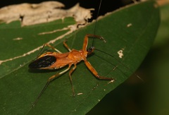 Rihirbus trochantericus