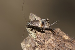 Micrornebius
