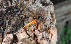 Tanyptera atrata