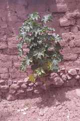 Magnoliopsida
