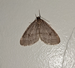 Operophtera bruceata