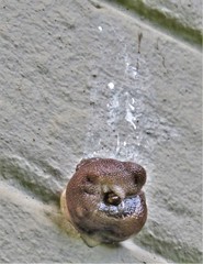 Urocyclus kirkii