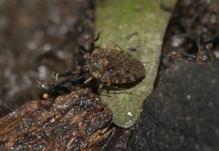 Ochteridae
