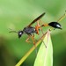 Ammophila clavus - Photo (c) Jacky CUDON, some rights reserved (CC BY-NC), uploaded by Jacky CUDON