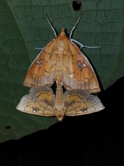 Cacographis osteolalis