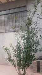 Prunus cerasifera