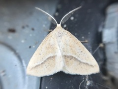 Lychnosea intermicata