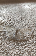 Lepidoptera