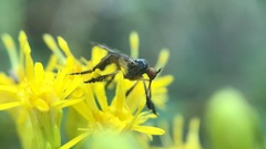 Empis clausa