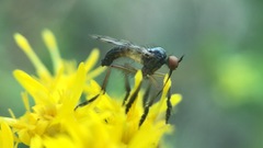 Empis clausa