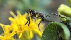 Empis clausa