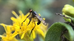 Empis clausa