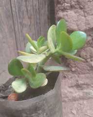 Crassula