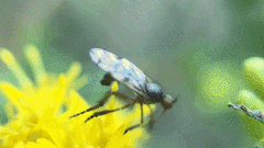 Empis clausa