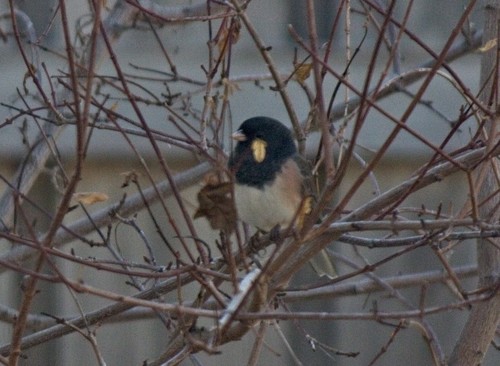 Dark-eyed Junco photographed in Idaho