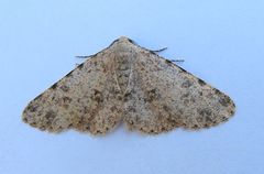 Stenoporpia pulchella