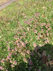 Lamium purpureum purpureum