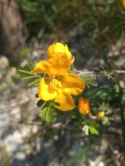 Chamaecrista greggii