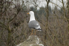 Larus fuscus