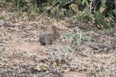 Sylvilagus audubonii