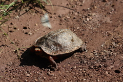 Rhinoclemmys pulcherrima rogerbarbouri