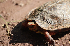 Rhinoclemmys pulcherrima rogerbarbouri