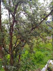 Polylepis