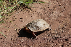 Rhinoclemmys pulcherrima rogerbarbouri