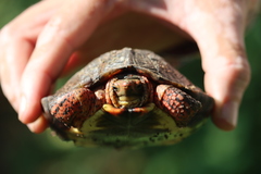 Rhinoclemmys pulcherrima rogerbarbouri