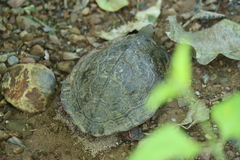 Rhinoclemmys pulcherrima rogerbarbouri