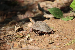 Rhinoclemmys pulcherrima rogerbarbouri