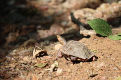 Rhinoclemmys pulcherrima rogerbarbouri