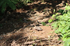 Rhinoclemmys pulcherrima rogerbarbouri