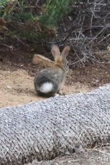 Sylvilagus audubonii