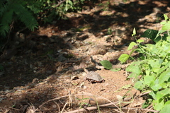 Rhinoclemmys pulcherrima rogerbarbouri