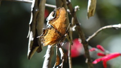 Polygonia haroldii