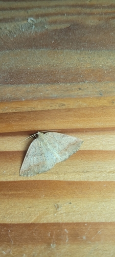 Thysanopyga varians