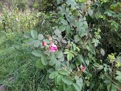Rosa