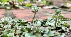 Marchantia paleacea