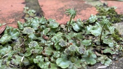 Marchantia paleacea