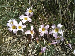 Oxalis enneaphylla