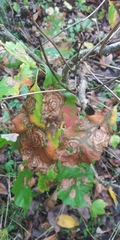 Cristulariella